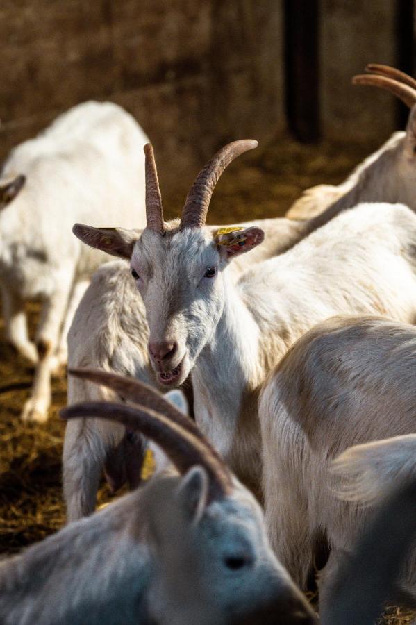 Agriturismo Scuderia Della Valle Valsecca Bagian luar foto