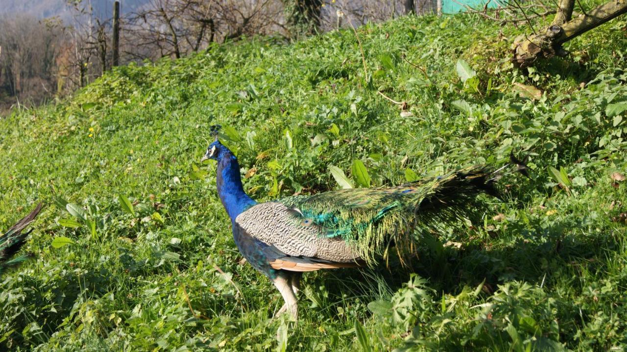 Agriturismo Scuderia Della Valle Valsecca Bagian luar foto